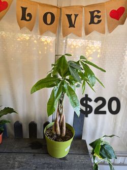 Money Tree
