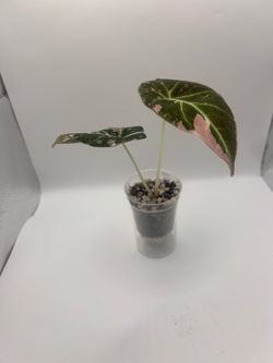 Pink black velvet alocasia
