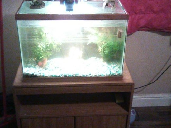 25 Gallon Fish Tank And Stand