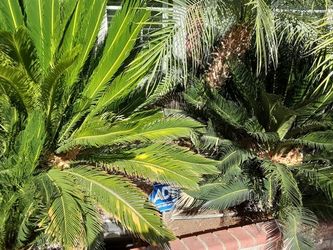 Sago Palms 2. For 100.00..