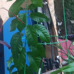 yellow lemon plant..6 ft