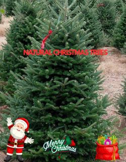 Natural Christmas trees