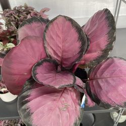 Calethea Rosy, Perfect Gift For Valentines