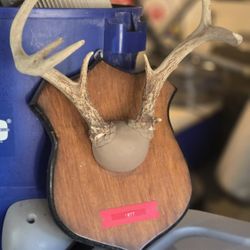 Antlers Decor