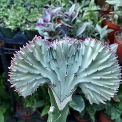 Coral Cactus From Thailand Only $30 IN SAN LORENZO SKYLINE SUCCULENTS 