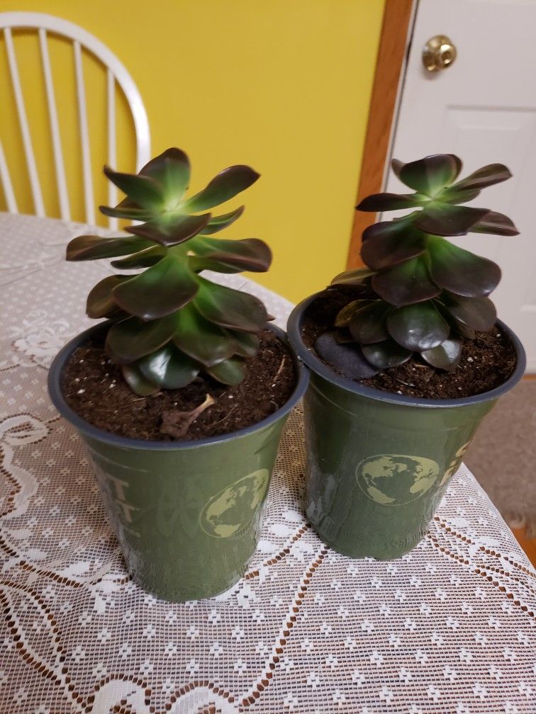 Succulents,  $5 Each