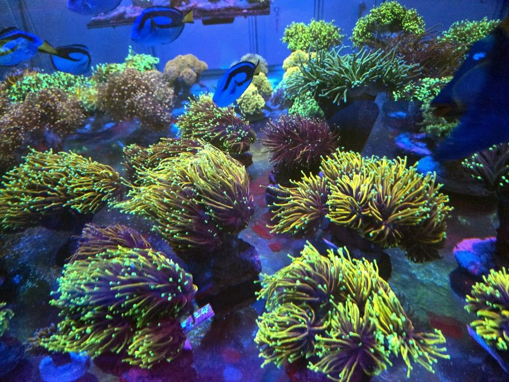 🔥CORALS DECORATIONS FOR MARINE TANK OVER 500 CORALS IN STOCK PICK-UP - DELIVERY - SHIP