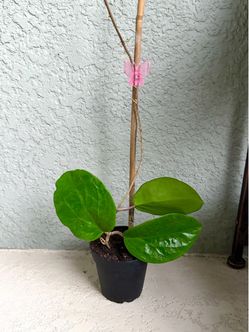 Hoya surigaoensis plant