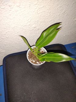 Small Philadelphia jungle boogie (house plant)