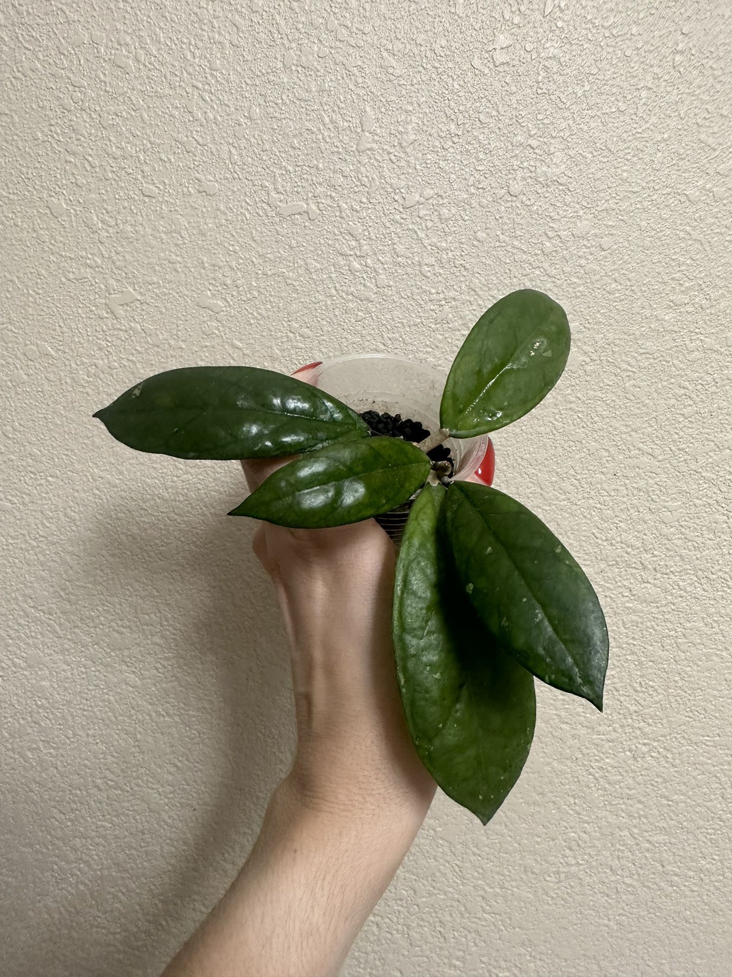 Hoya Cv Blessing (low Splash)