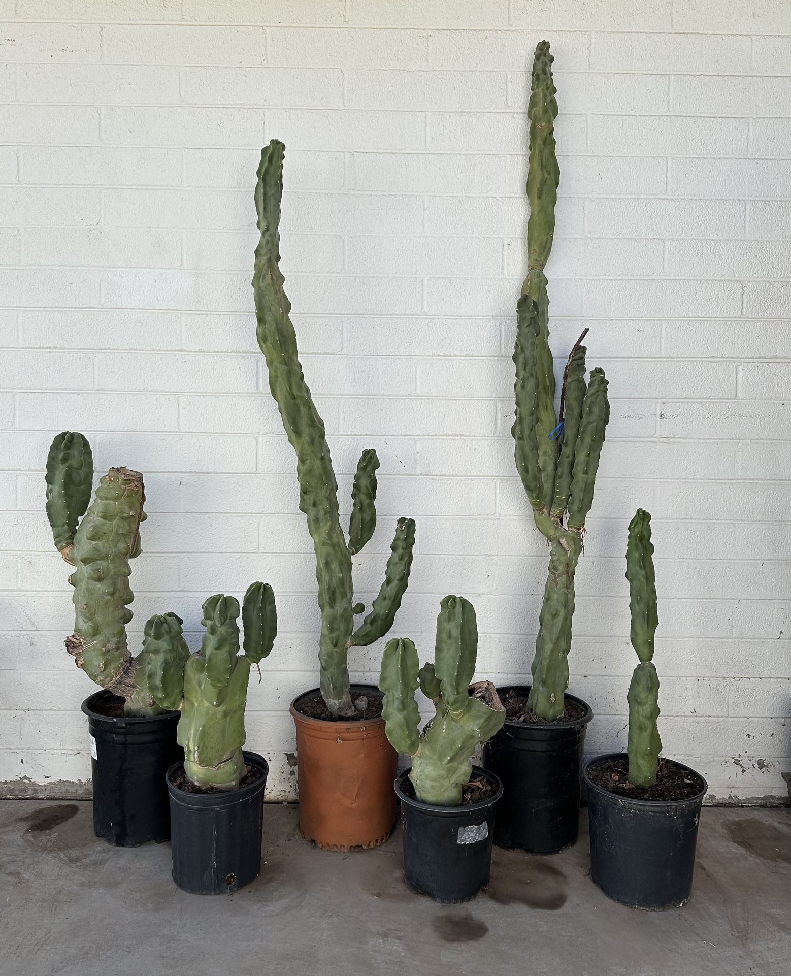 Tall Totem Pole Pachycereus Schottii Monstrous Cactus Cati Plants