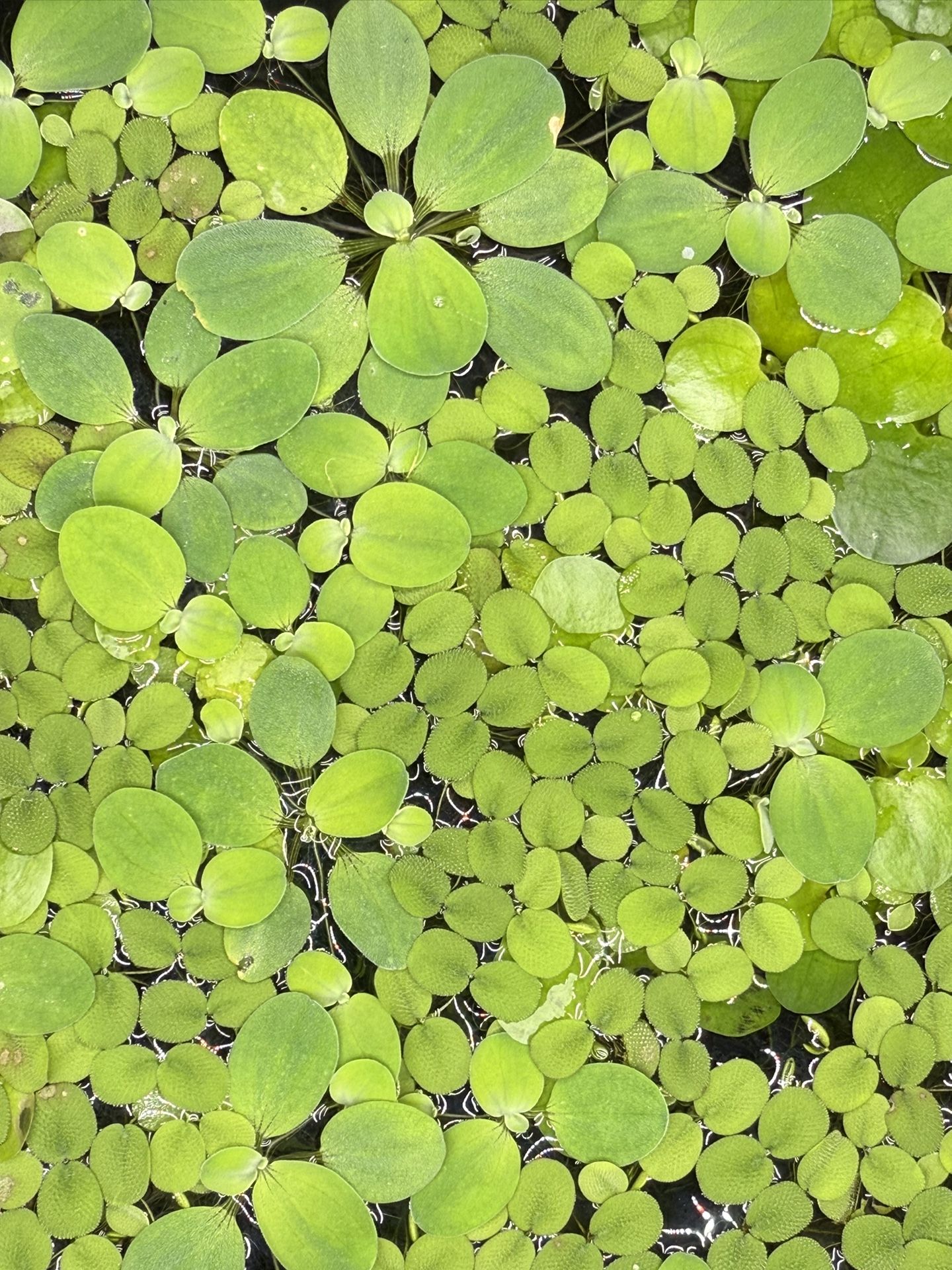 Floating Fish Tank Aquarium Plants