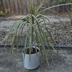 "Variegated" Dracaena Marginata AKA Madagascar Dragon Tree - 2'  * Indoor  / Outdoor