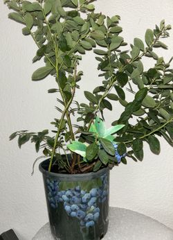 Super Nice Blueberry Plant Excellent Holiday Gift 