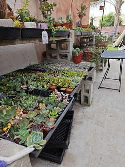 2" Succulents Party Favors