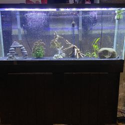55 Gallon Fish Tank With Stand