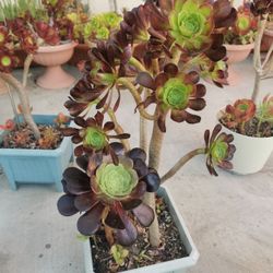 2 in 1 black rose tree  Collection succulent  Aeonium zwartkop and velour