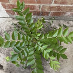 Curry Leaf plant