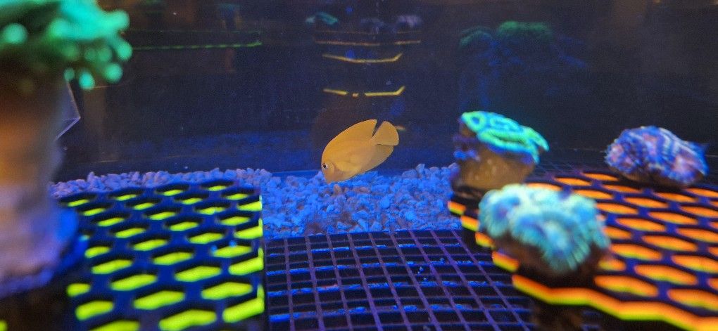 Aquarium Fish Decoration