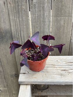Purple Shamrocks, $10 each