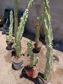 Totem Pole Cactus