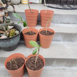 Plumeria's  Potted 