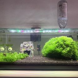 Rimless Shrimp/fish Aquarium/tank