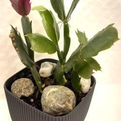 Schlumbergera Cactus House  Plant In 3”H  Pot With Drayage.