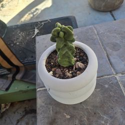 Totem pole cactus with pot