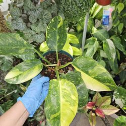 Philodendron Congo Nuclear Rare Plant 