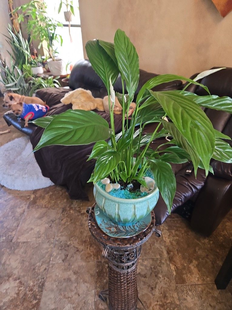 2ft Tall Live Peace Lilly In New  Ceramic Pot With Plate 