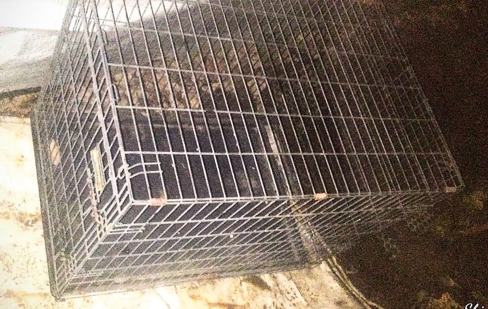 Dog Kennel