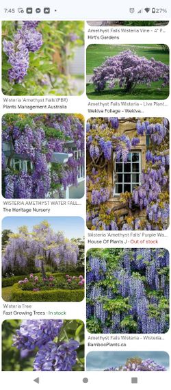 Wisteria Amethyst Water Fall