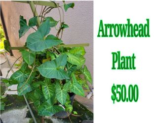Arrowhead Plant