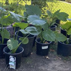 elephant ear plant $8 each