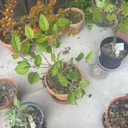 Little Mulberry Tree 