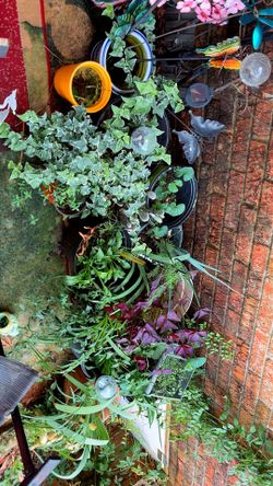 Plants