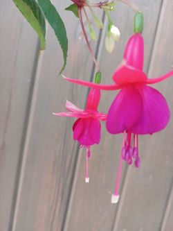 Fuchsia plant pink whit purple. O aretes