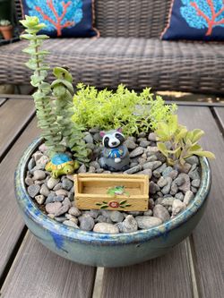 Succulent
