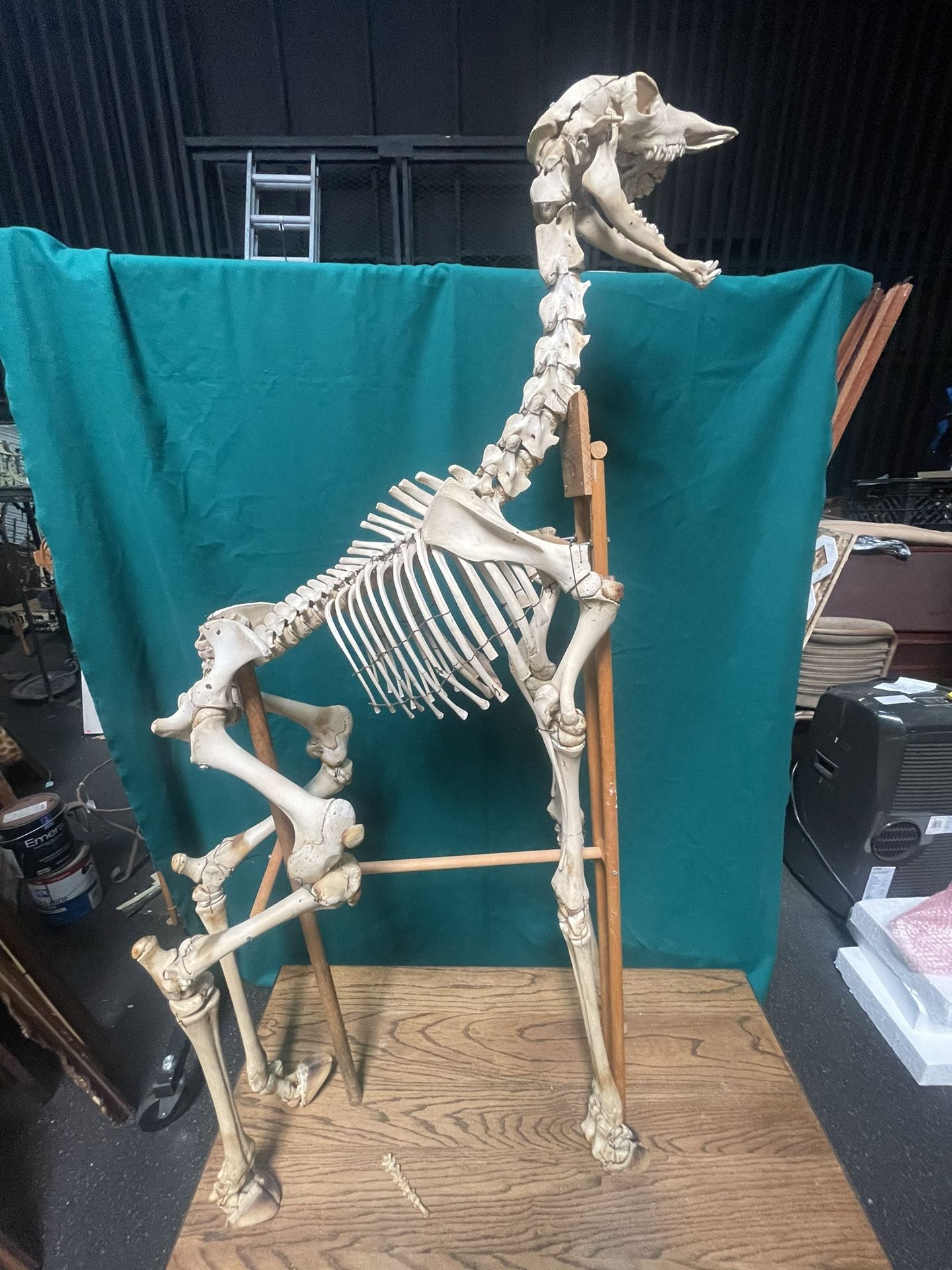 Authentic Taxidermy Baby Giraffe Skeleton Mounted On Display 68” Tall