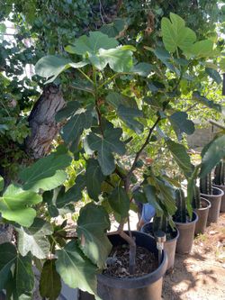 Fig tree