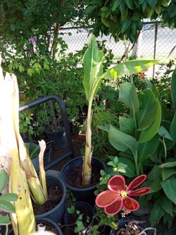 Decorative Banana Tree