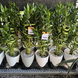 Lucky Bambo In Ceramic Pot. SPECIAL PRICE 🤩