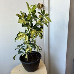 schefflera-arboricola