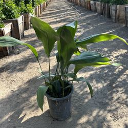 Aspidistra 