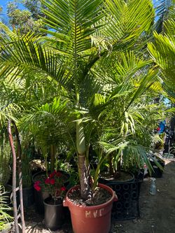 King Palm