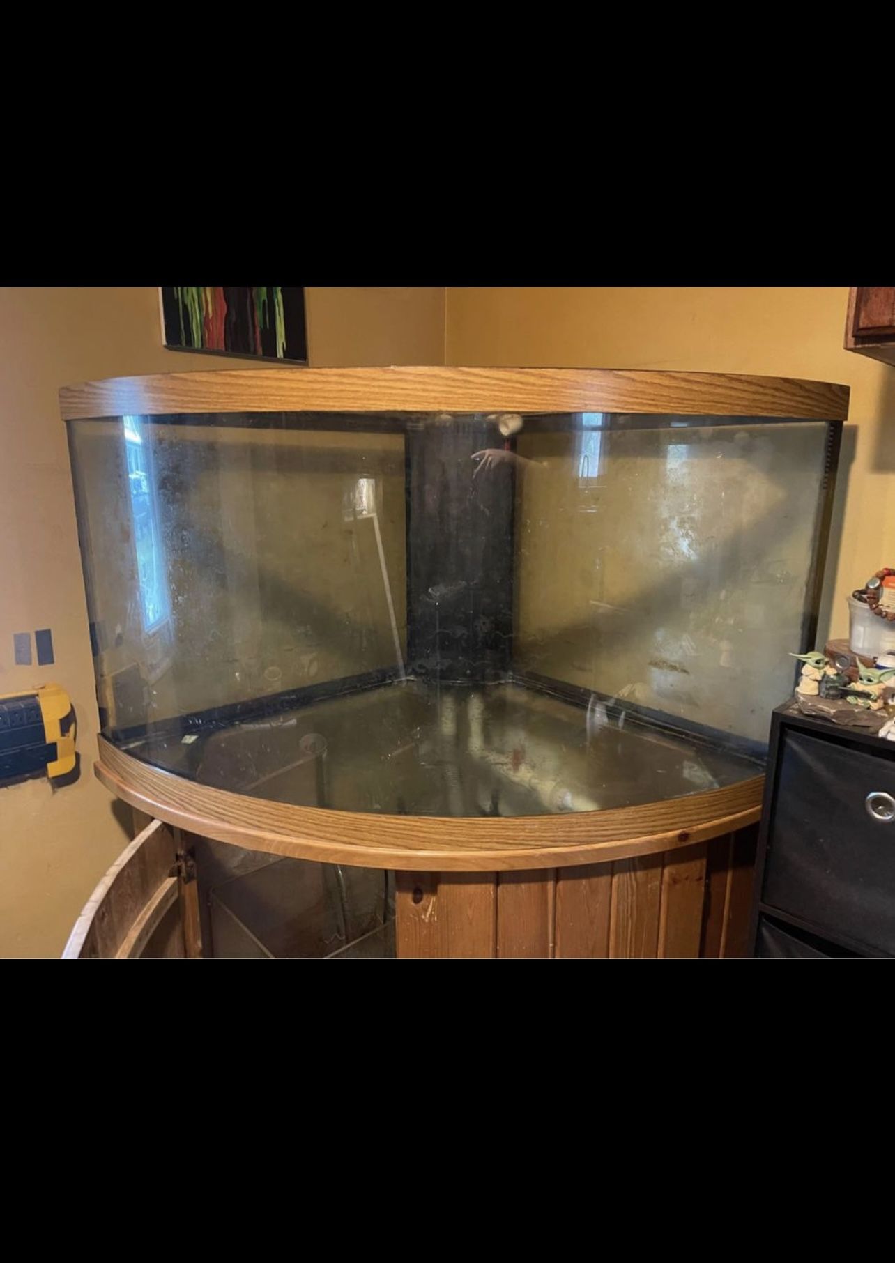 100 gallon bow front corner fish tank