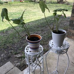 Arrowhead Vines & Ceramic Pots
