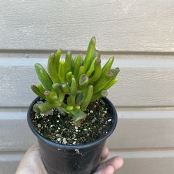 4” Ogre Ears Succulent