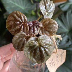 ✨Rooted Cuttings | Peperomia Abricos✨